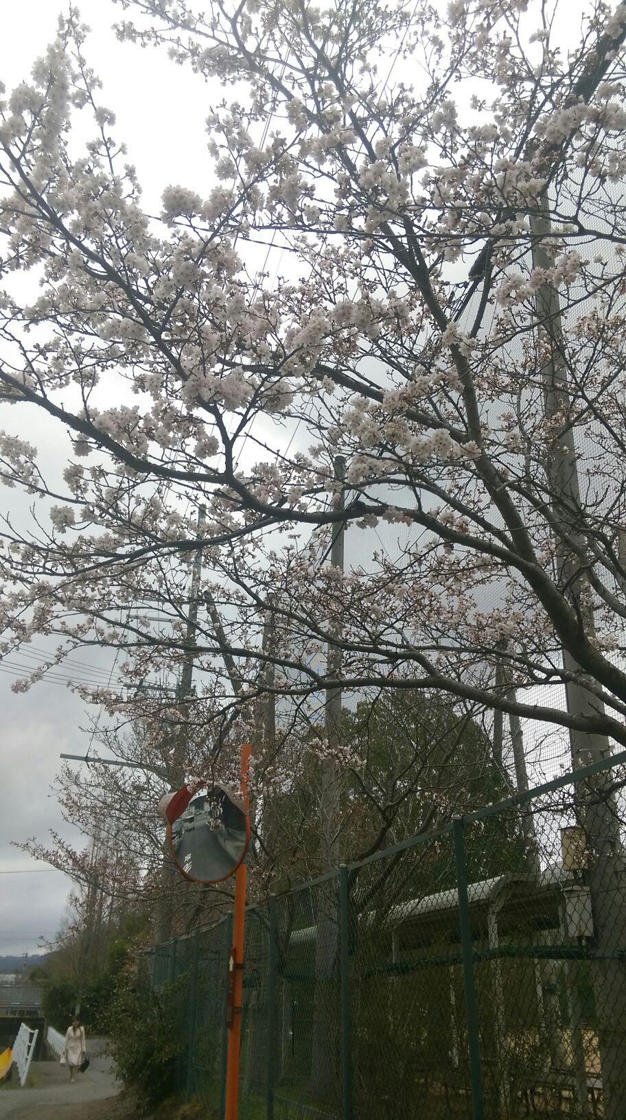 桜 開花 兵庫県篠山市の個別塾 学習塾 ナビ個別指導学院 篠山校ブログ